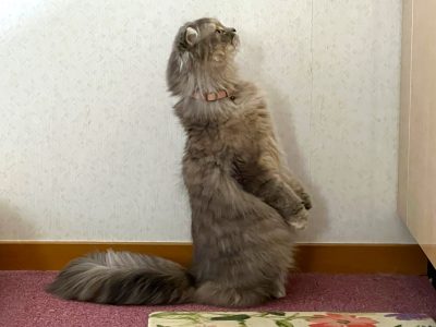 背筋を伸ばした猫の写真