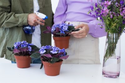 青いスミレが植えられた植木鉢を持つ女性と水をやす男性