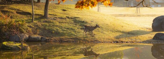 画像：奈良公園の紅葉と水面に映る鹿