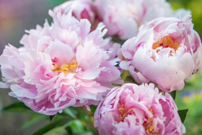 画像：ピンク色の芍薬