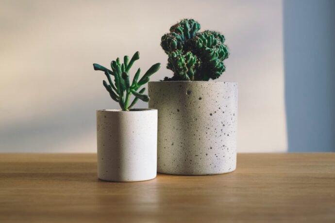 画像：机に置かれた2つの観葉植物