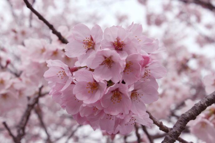 画像：桜の花