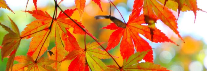 画像：赤く色づいた紅葉