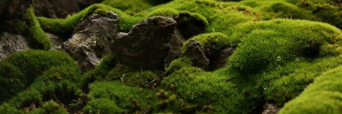 画像：苔むした岩