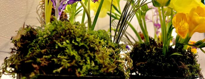 画像：花が挿してある苔玉