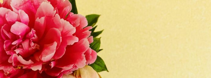画像：赤い芍薬の花