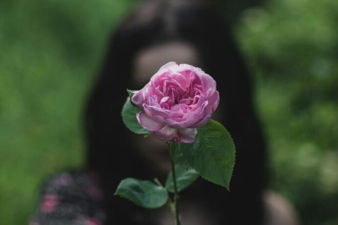 画像：ピンクのバラを差し出す女性